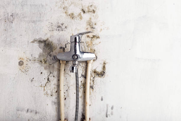 Best Commercial Mold Removal  in Eleanor, WV
