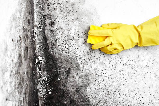 Best Black Mold Removal  in Eleanor, WV