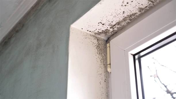 Best Fast Mold Removal  in Eleanor, WV