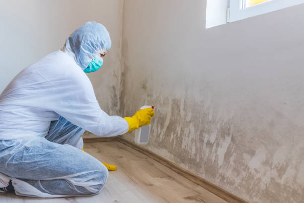 Best Certified Mold Removal  in Eleanor, WV