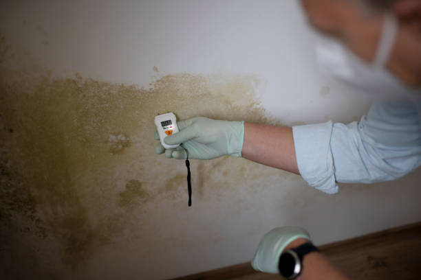 Best Affordable Mold Removal  in Eleanor, WV