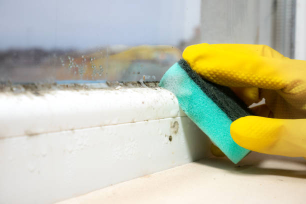 Best Mold Damage Repair  in Eleanor, WV