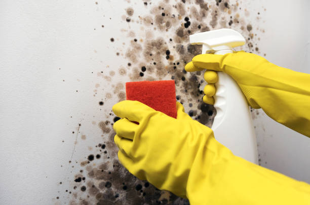 Best Professional Mold Removal  in Eleanor, WV