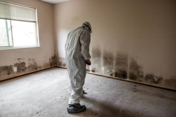 Best Commercial Mold Removal  in Eleanor, WV