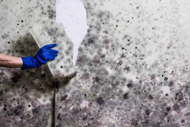 Best Mold Remediation  in Eleanor, WV