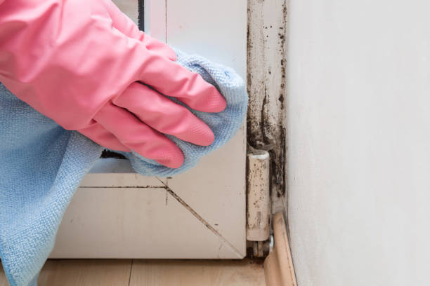 Best Mold Removal Near Me  in Eleanor, WV